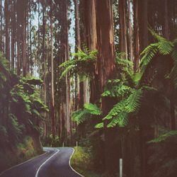 Road passing through forest