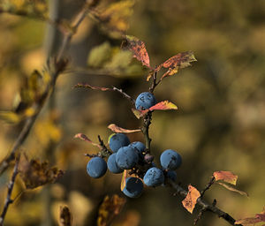 Close-up of berries growing on tree