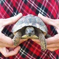 Low section of person holding turtle with hands