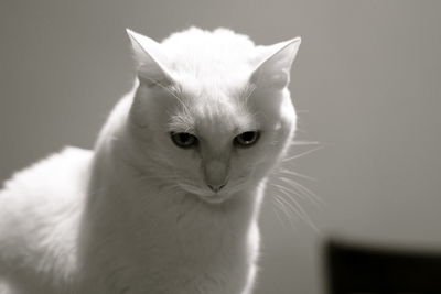 Close-up portrait of cat