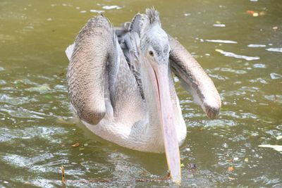 Close-up of swan swimming in lake