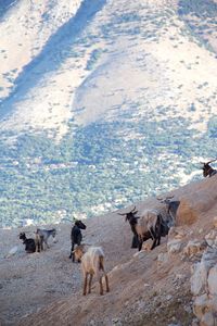 Flock of sheep on snow