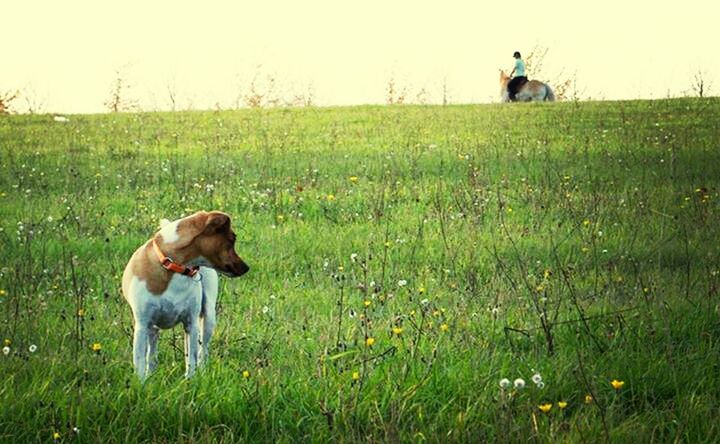 domestic animals, grass, animal themes, pets, field, dog, mammal, one animal, grassy, clear sky, full length, landscape, nature, standing, rear view, growth, sky, rural scene