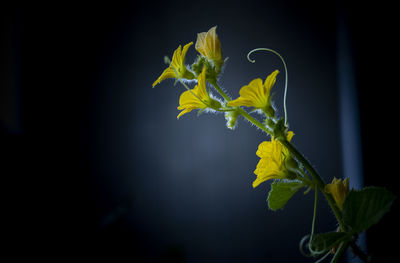 Close-up of yellow flowering plant against black background