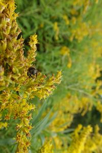 Close-up of bee pollinating flower