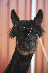 Close-up of black alpaca