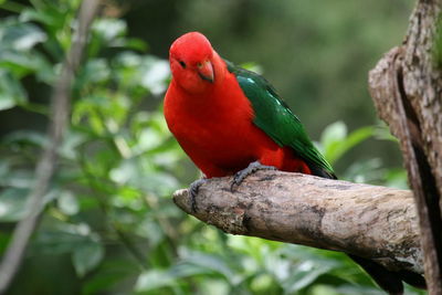 Close-up of parrot perching on branch