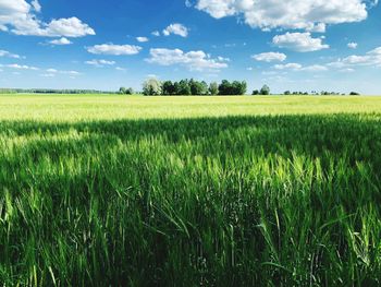 Scenic view of agricultural field against sky