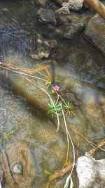 High angle view of crab in lake