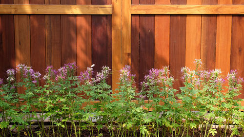 Flowering plants by fence