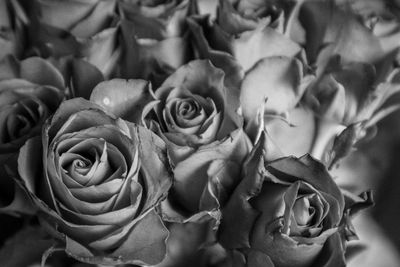 Close-up of rose bouquet