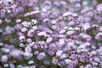 Close-up of pink flowers blooming on tree