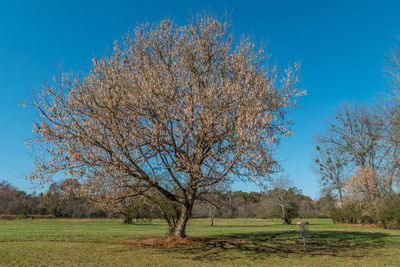 Tree on field against clear blue sky