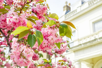 Low angle view of pink flowering plant