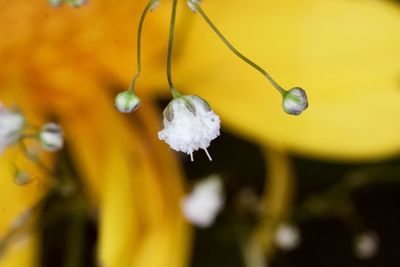 Close-up of wet yellow flower