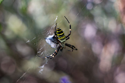 Close-up of spider on web