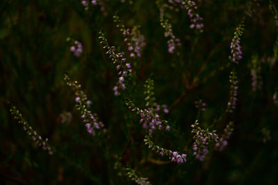 Close-up of purple flowering plants