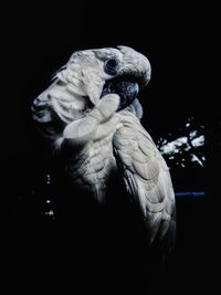 Close-up of parrot perching on black background