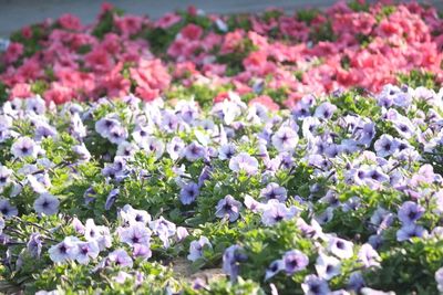 Close-up of fresh purple flowers blooming in garden