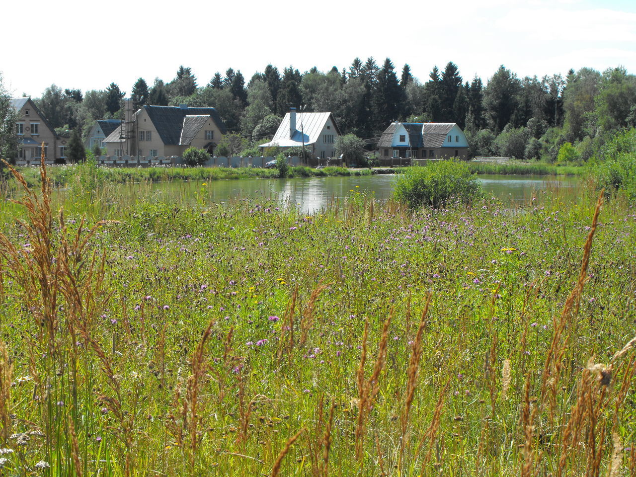 PLANTS GROWING ON FIELD AGAINST BUILDINGS