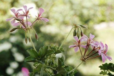 Close-up of pink flowering plant