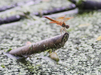 Close-up of insect on flower