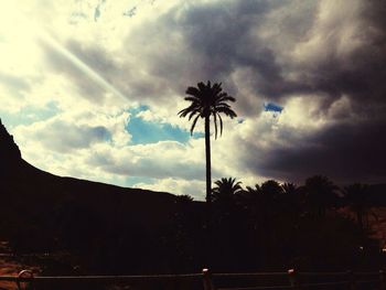 Low angle view of palm trees against cloudy sky