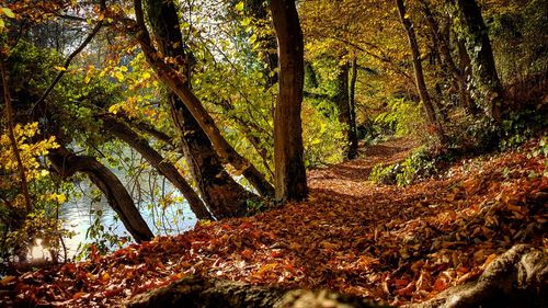 Trees in forest during autumn