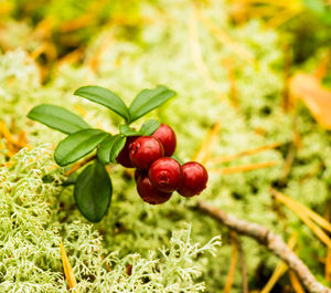 Close-up of red berries growing on plant