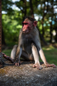 Monkeys sitting on rock