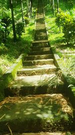 Stream passing through forest