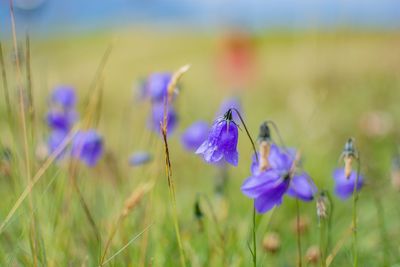Close-up of purple crocus flowers on field