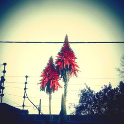 Low angle view of red flowers