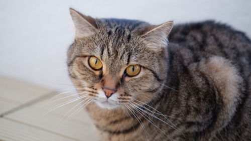 Close-up portrait of cat