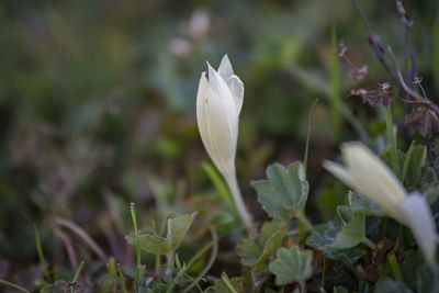 Close-up of white flowering plant