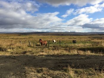 Horses in a field