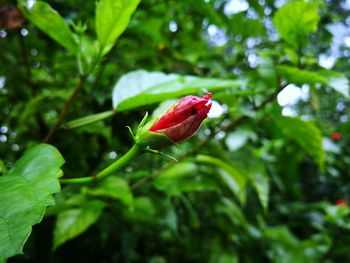 Close-up of red flower buds growing on plant