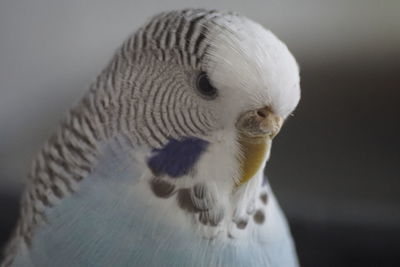 Close-up of a bird