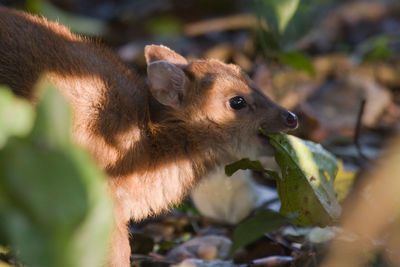 Close-up of squirrel eating leaves