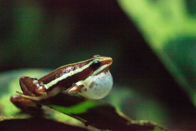 Close-up of frog on leaf