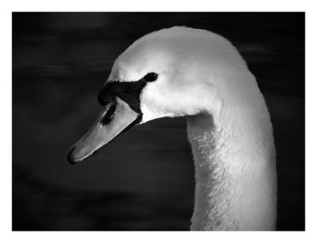 Close-up of swan swimming in lake