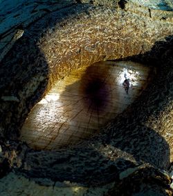 Close-up of crab on beach