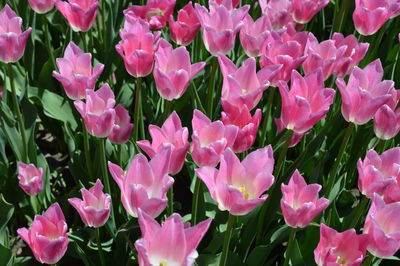 Close-up of pink flowers