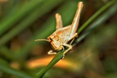 Close-up of insect on leaf