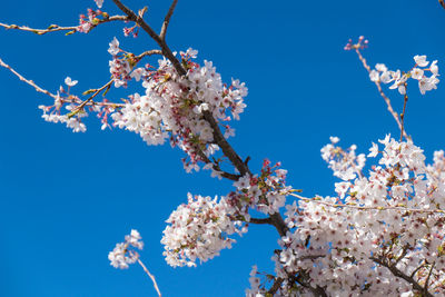 Beautiful white cherry blossom sakura in spring time over blue sky.