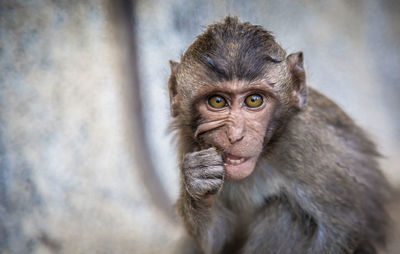 Close-up portrait of monkey