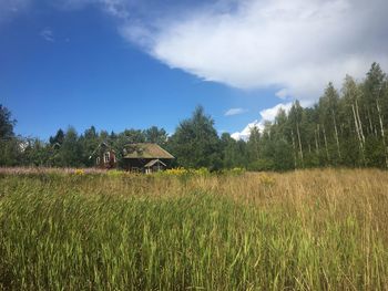 Scenic view of agricultural field against sky