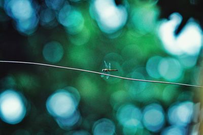 Close-up of bird perching on web