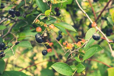 Close-up of berries growing on tree