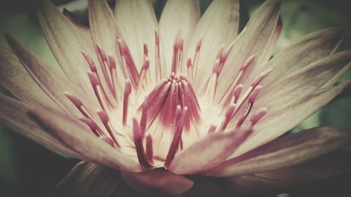 Close-up of fresh flower blooming outdoors
